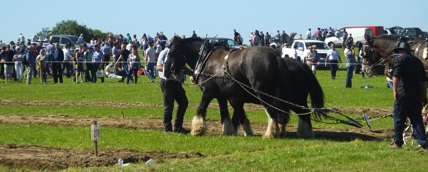 Country and Western Sports from Ireland and Irish Contestants Statistics Archive