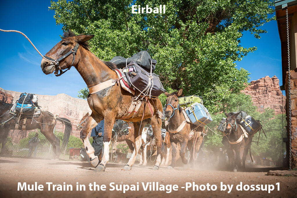Mule Train in Arizona Village